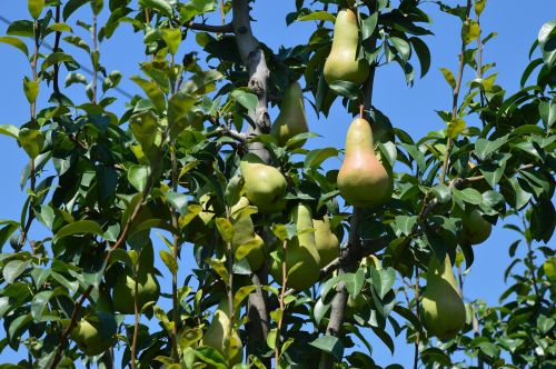 pear orchard fruit