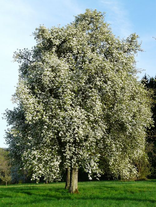 pear pear blossom blossom