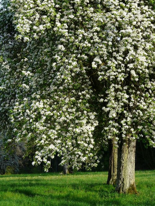 pear pear blossom blossom