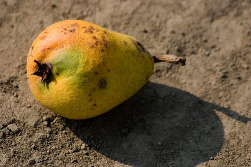 pear fruit macro