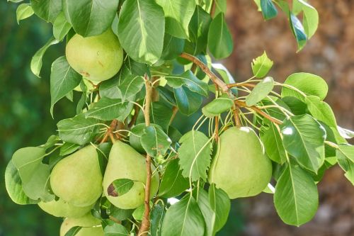 pear fruit nature