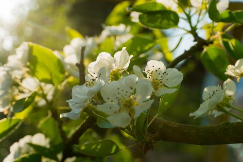 pear blossom  evening light  blossom