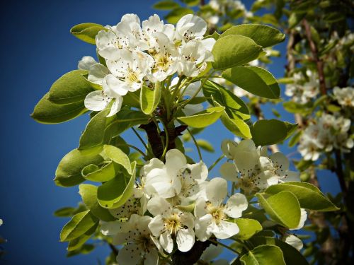 pear blossom fruit flowers