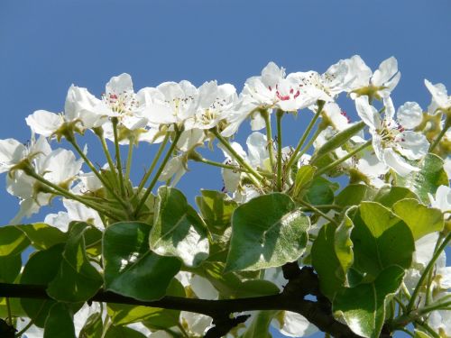 pear blossom pear blossom