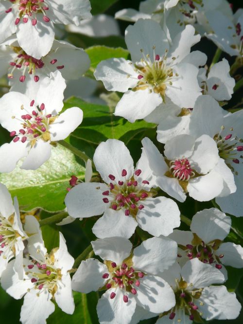 pear blossom pear blossom