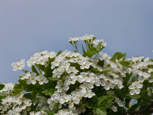 pear blossom pear blossom