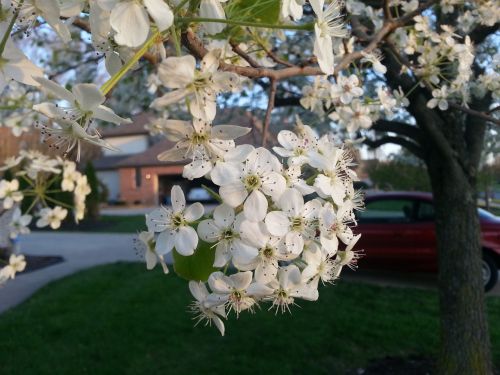 pear blossoms spring flowering tree