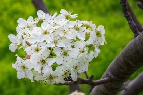 pear flower wood flowers