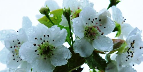 pear flower orchard spring