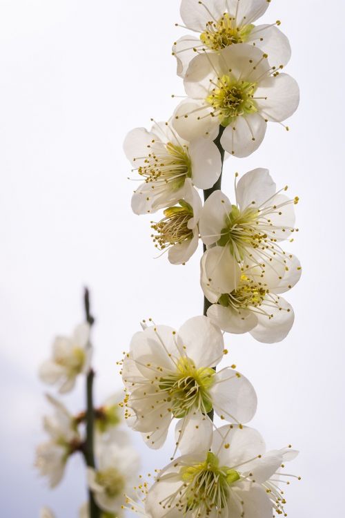 pear flower flowers nature