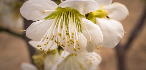 pear flower flowers nature