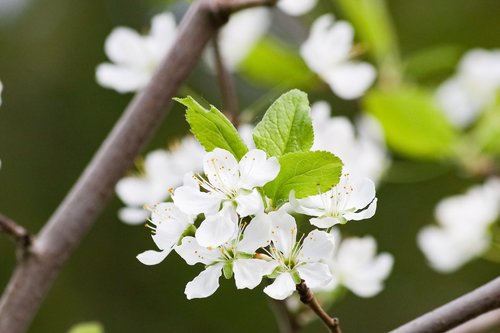 pear flowers  bouquet  beautiful