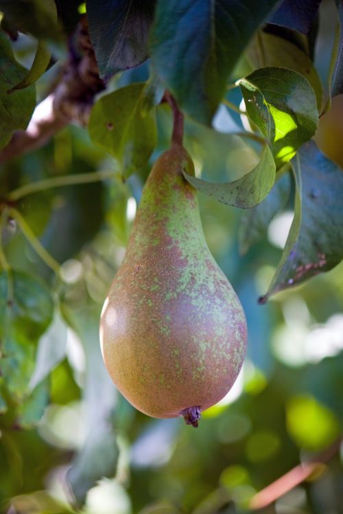 Pear On Tree