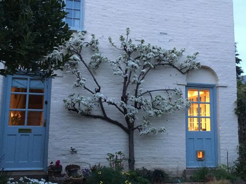 pear tree blossom white