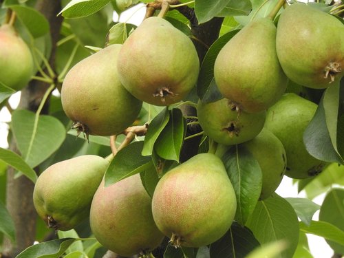 pear tree  pears  fruit tree