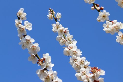 pear tree  flowers  spring