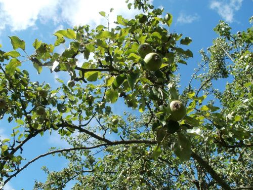 pear tree trees pyrus
