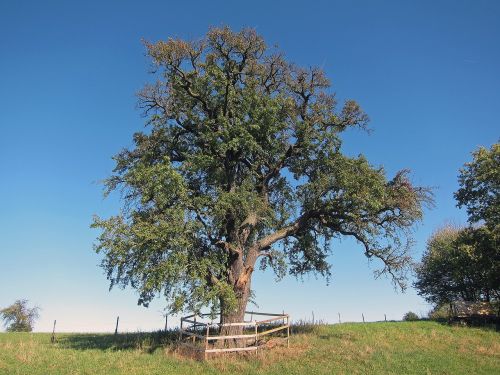 pear tree albstadt fruit tree