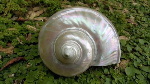 pearl fire oud shells nautilus sea
