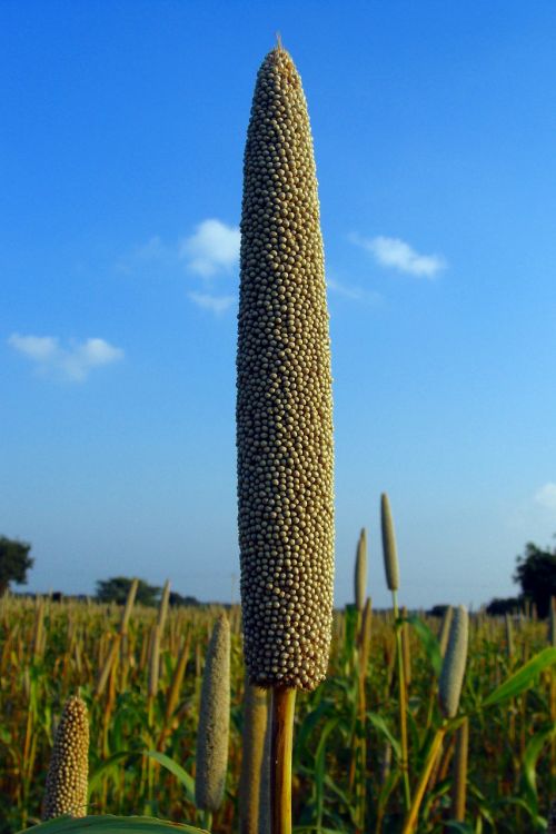 pearl millet bajra cultivation