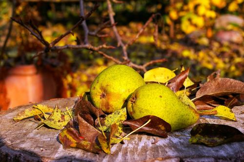 pears harvest fruit