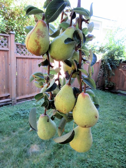 Pears