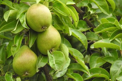 pears pear fruit