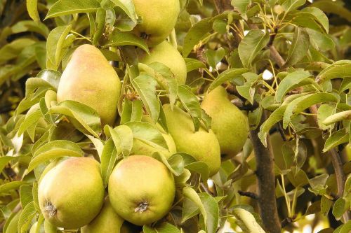 pears pear green