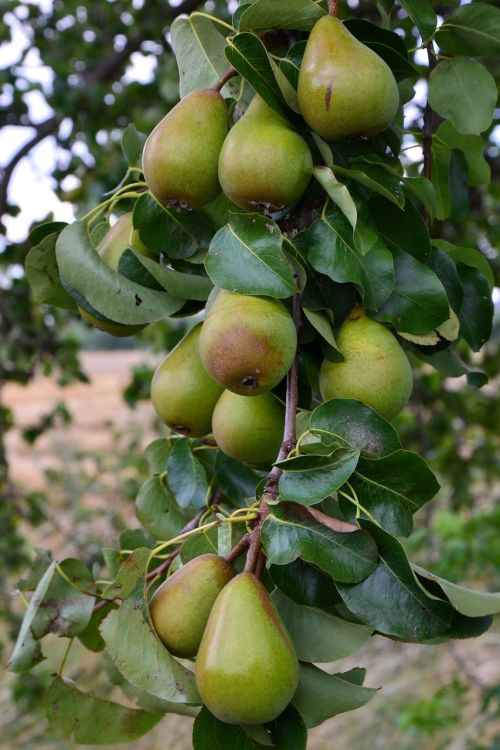 pears pear branch