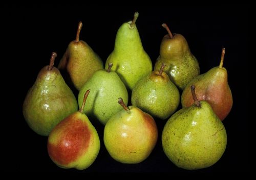 pears fresh harvest