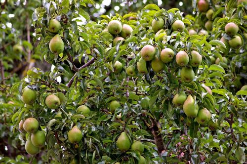 pears pear harvest