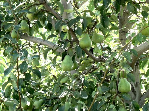 pears plant nature