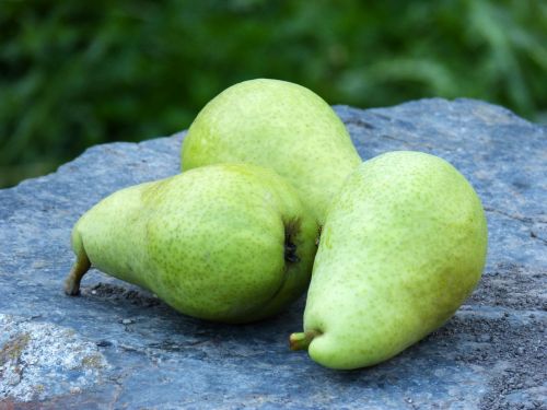 pears orchard fruit