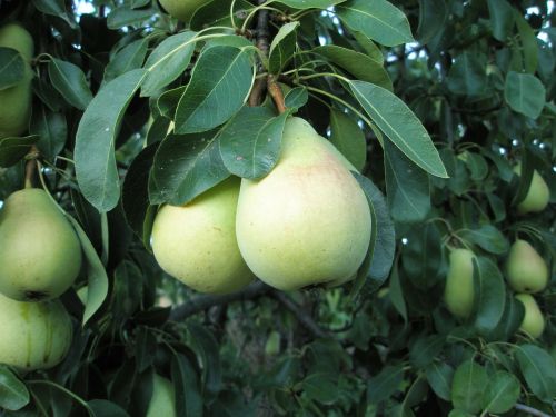 pears peral fruit