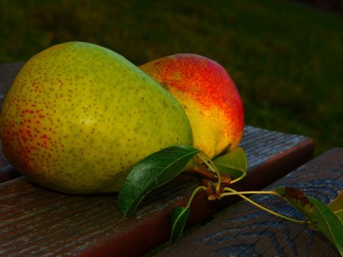 pears good luise fruit