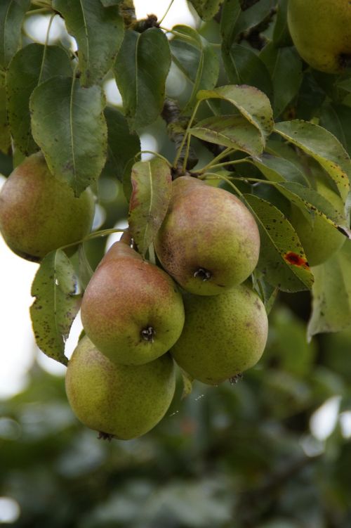 pears ripe fruit
