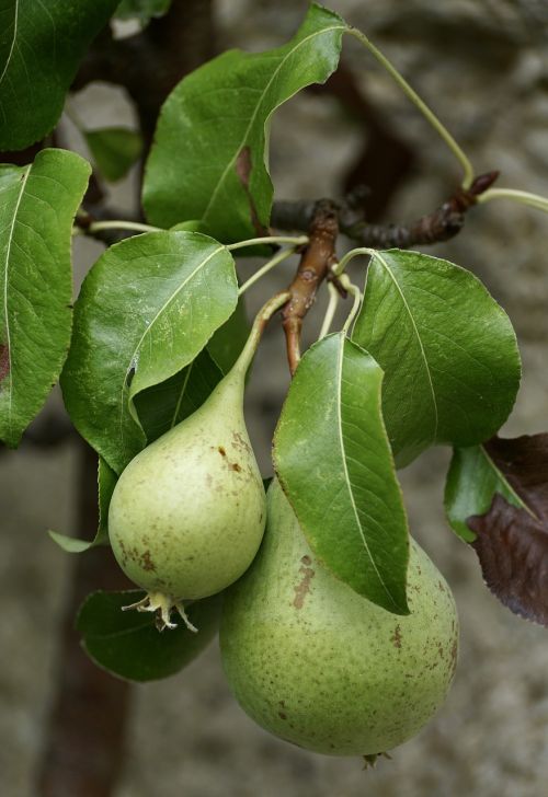 pears green fruit