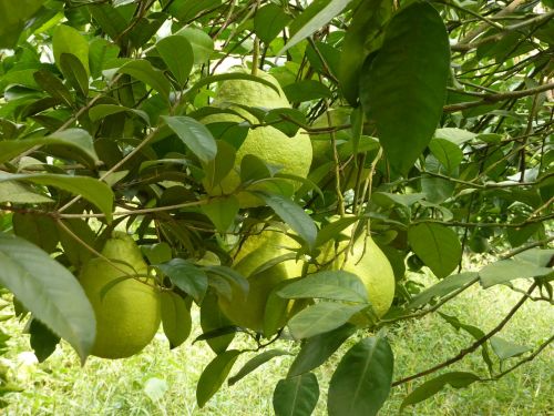 pears fruits green