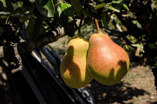pears  fruit  healthy