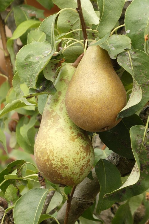 pears  fruit  edible