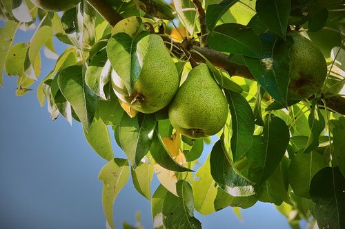 pears  pear tree  fruit