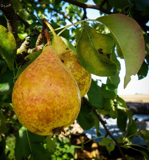 pears  pear  fruit tree