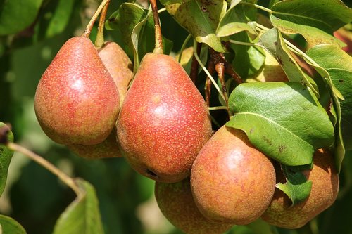 pears  fruit  pyrus