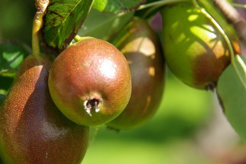 pears  peer  orchard