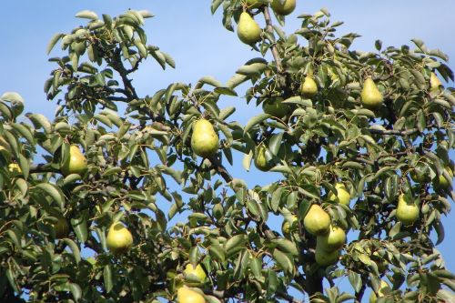 pears fruits tree