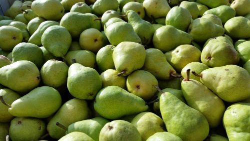 pears bartlett pear bartlett