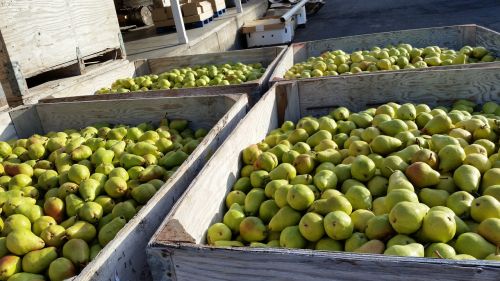 pears bartlett pear bartlett