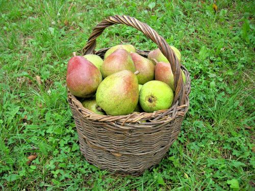 pears harvest fruit