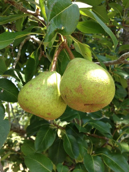 pears fruit organic