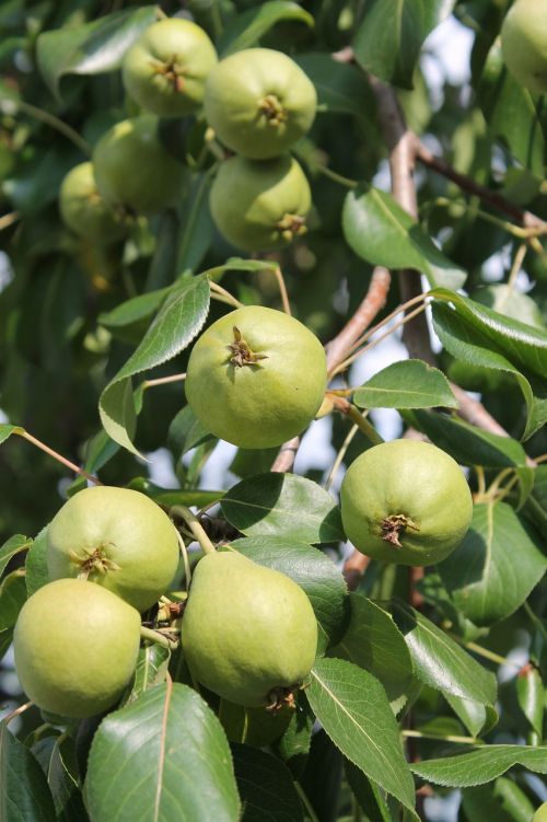 pears pear greens